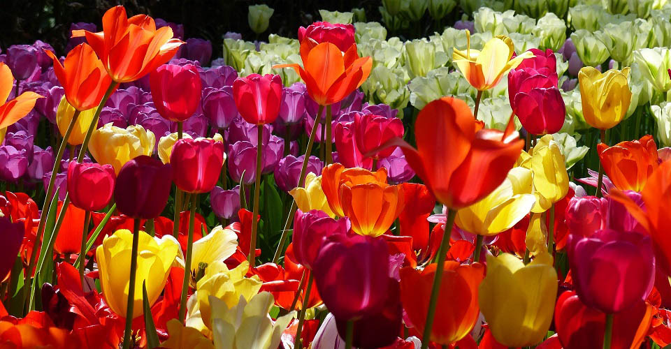 Image Description for http://80.88.88.181:8888/gpsviaggi/gpsviaggi/packages_photos/501/Giardino-di-Keukenof-2.jpg
