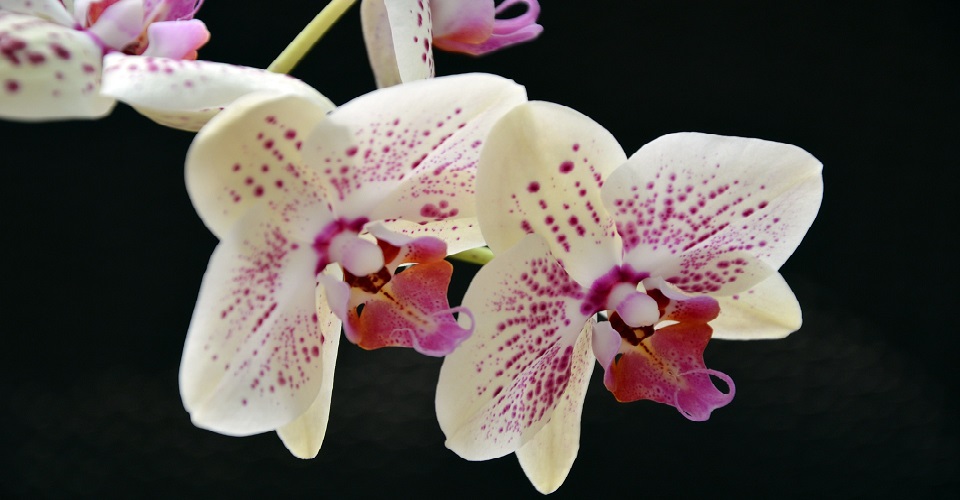 Image Description for http://80.88.88.181:8888/gpsviaggi/gpsviaggi/packages_photos/971/Orchidee-1.jpg